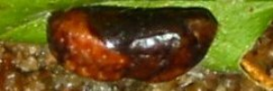 Pupae